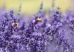 Lavanda Francesa